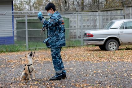 Москва.  Кинолог с одной из служебных собак породы шалайка (гибрид шакала и лайки) кинологического подразделения авиакомпании  Аэрофлот  в аэропорту Шереметьево.