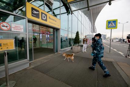 Москва, аэропорт Шереметьево. Сотрудница службы безопасности аэропорта со служебной собакой  породы шалайка (гибрид шакала и лайки) во время патрулирования аэропорта.