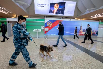 Москва, аэропорт Шереметьево. Сотрудница службы безопасности аэропорта со служебной собакой  породы шалайка (гибрид шакала и лайки) во время патрулирования аэропорта.