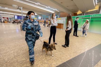 Москва, аэропорт Шереметьево. Сотрудница службы безопасности аэропорта со служебной собакой породы шалайка (гибрид шакала и лайки) во время патрулирования аэропорта.
