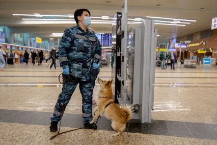 Москва, аэропорт Шереметьево. Сотрудница службы безопасности аэропорта со служебной собакой  породы шалайка (гибрид шакала и лайки) во время патрулирования аэропорта.