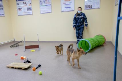 Москва. Служебная собака породы шалайка (гибрид шакала и лайки) во время тренировки в кинологическом подразделении  авиакомпании  Аэрофлот  в аэропорту Шереметьево.