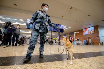 Москва, аэропорт Шереметьево. Сотрудница службы безопасности аэропорта со служебной собакой  породы шалайка (гибрид шакала и лайки) во время патрулирования аэропорта.