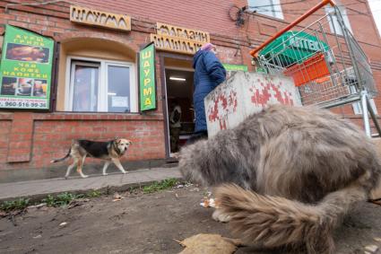 г.Таруса. Собака и кот на улице.