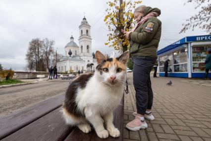 г.Таруса. Местный кот.