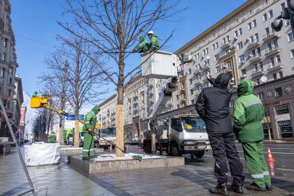 Москва.  Работники коммунальной службы обрезают ветки дерева на Тверской улице.