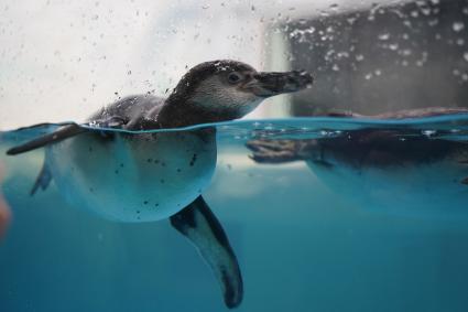 Самара. Пингвины Гумбольдта в Океанариуме.