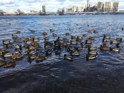 Москва. Утки плавают в Москва-реке в районе Строгино.