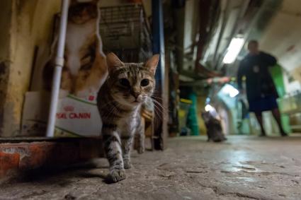 Санкт-Петербург. Сотрудники кормят котов в подвале Эрмитажа.