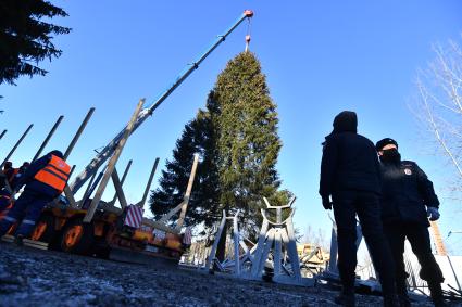 Московская область.  Рубка главной новогодней ели страны в Наро-Фоминском лесничестве.