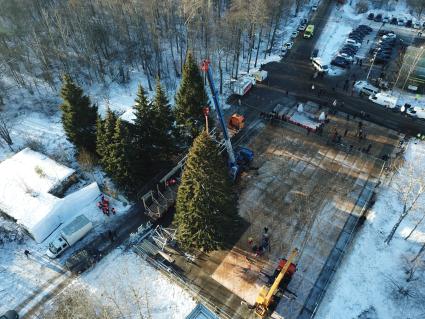 Московская область.  Рубка главной новогодней ели страны в Наро-Фоминском лесничестве.