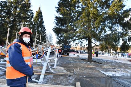 Московская область. Рубка главной новогодней ели страны в Наро-Фоминском лесничестве.