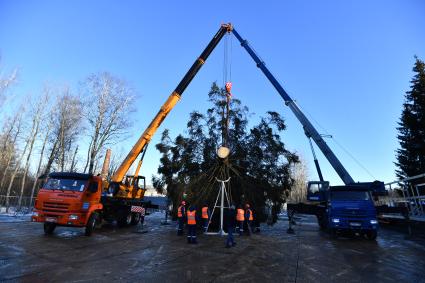 Московская область. Рубка главной новогодней ели страны в Наро-Фоминском лесничестве.