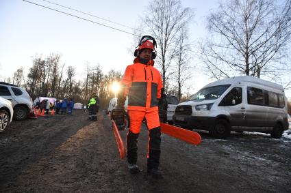 Московская область.  Бензопилы для рубки главной новогодней ели страны в Наро-Фоминском лесничестве.