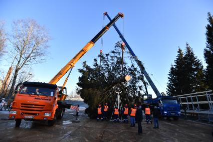 Московская область. Рубка главной новогодней ели страны в Наро-Фоминском лесничестве.