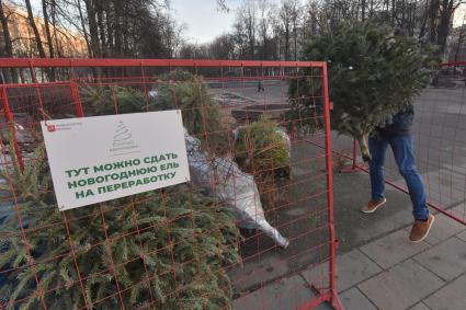 Москва. Корреспондент КП Павел Клоков сдает новогоднюю елку в пункт приема для дальнейшей переработки.