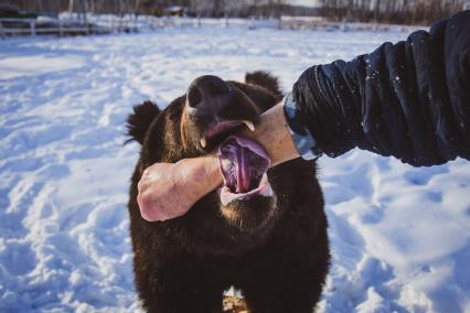 Новосибирск.  Медведь кусает руку женщине.