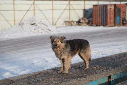 Красноярск.  Бездомная собака на одной из улиц города.
