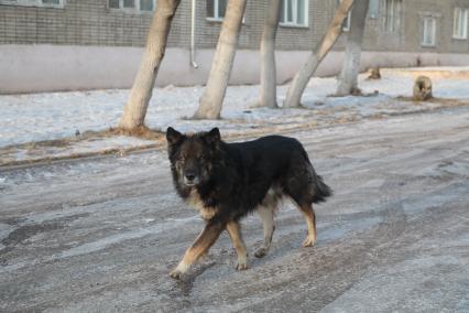 Красноярск.  Бездомная собака на одной из улиц города.