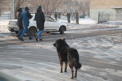 Красноярск.  Бездомная собака на одной из улиц города.