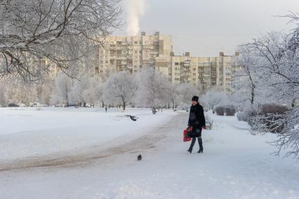 Санкт-Петербург. Заснеженные деревья в одном  районов Санкт-Петербурга.