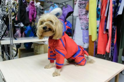 Санкт-Петербург. Собака породы йоркширский терьер в дизайнерской одежде.