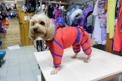 Санкт-Петербург. Собака породы йоркширский терьер в дизайнерской одежде.