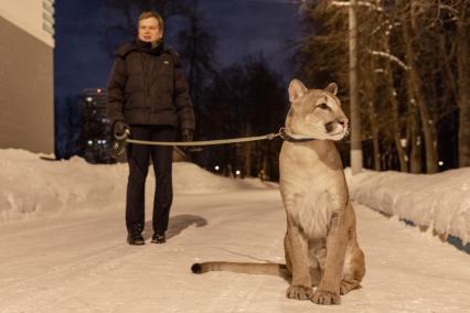 Москва. Сергей Татаринцев и его питомец пума Геркулес на прогулке.