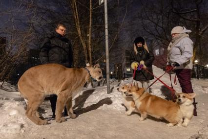 Москва. Сергей Татаринцев и его питомец пума Геркулес на прогулке.