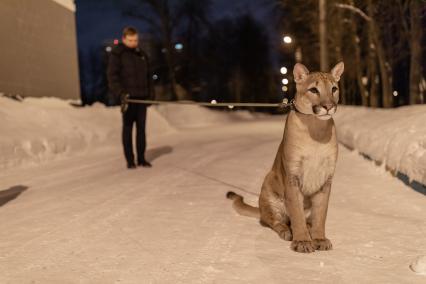 Москва. Сергей Татаринцев и его питомец пума Геркулес на прогулке.