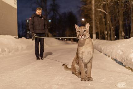 Москва. Сергей Татаринцев и его питомец пума Геркулес на прогулке.