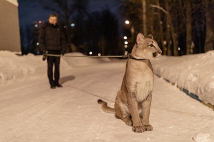 Москва. Сергей Татаринцев и его питомец пума Геркулес на прогулке.