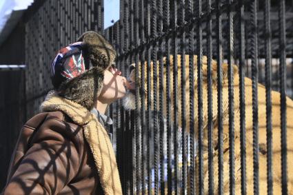 Барнаул. Мужчина кормит львицу в зоопарке.