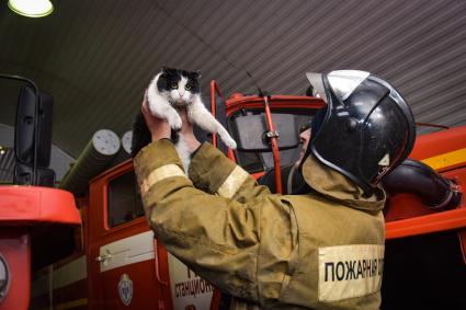 Новосибирская область, Мочище. Кот по кличке Гидрант, которого спасли новосибирские пожарные и приютили у себя в части #111.