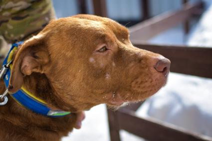 Новосибирск.  Собака Хати, брошенная хозяином в аэропорту Анапы, переехала в новосибирский питомник  и ожидает нового хозяина.