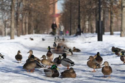 Москва. Утки в городском парке.