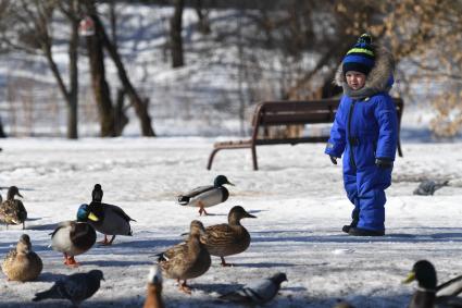 Москва. Ребенок наблюдает за утками в городском парке.