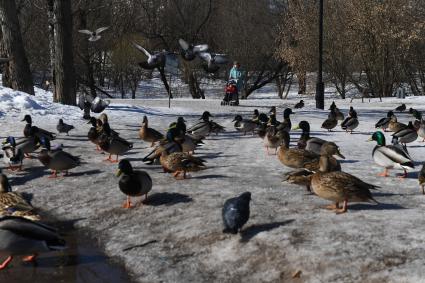 Москва. Утки в городском парке.