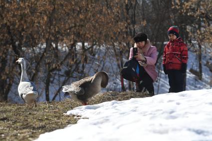 Москва. Женщина с ребенком фотографирует гусей в городском парке.