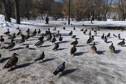 Москва. Утки в городском парке.