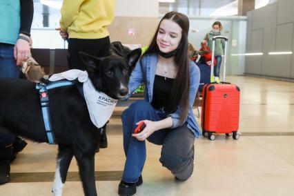 Красноярск. Собака, предназначенная оказывать эмоциональную поддержку пассажирам перед полетом, в Международном аэропорту Красноярск им. Д.А. Хворостовского.