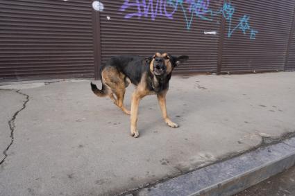Иркутск. Бездомная собака на одной из улиц города.