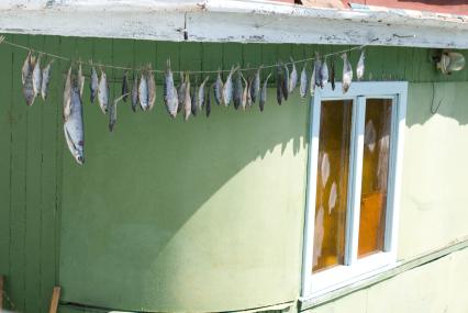 Самарская область. Сушка рыбы на улице.