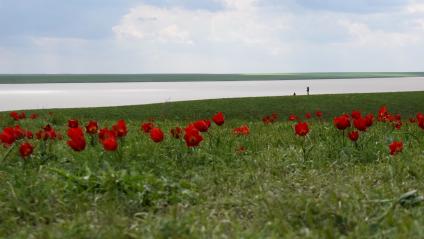 Ростовская область. Тюльпановое поле и озеро Лопуховатое на территории заповедника `Ростовский`.