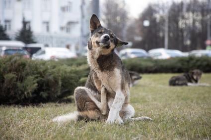 Пермь. Бездомная собака с зеленой биркой в ухе, обозначающей, что животное стерилизовано и привито.