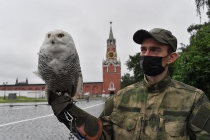 Москва. Сотрудник орнитологической службы с полярной совой Бураном  на территории Московского Кремля.