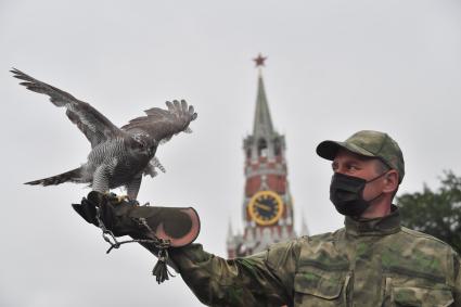 Москва. Сотрудник орнитологической службы с  с ястребом Астуром на территории Московского Кремля.