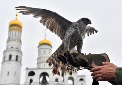 Москва. Сотрудник орнитологической службы с  с ястребом Астуром на территории Московского Кремля.