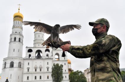 Москва. Сотрудник орнитологической службы с  с ястребом Астуром на территории Московского Кремля.