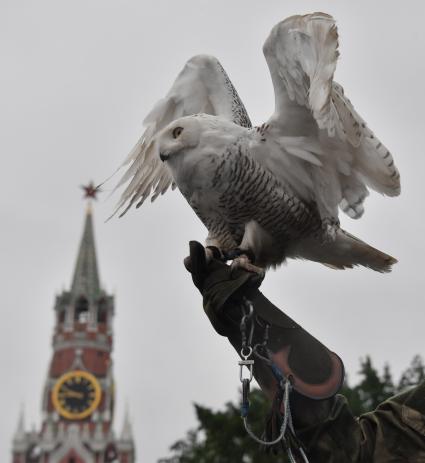 Москва. Сотрудник орнитологической службы с полярной совой Бураном на территории Московского Кремля.